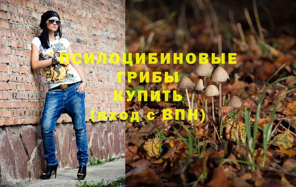 стаф Аркадак
